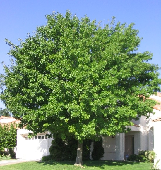 Modesto Ash